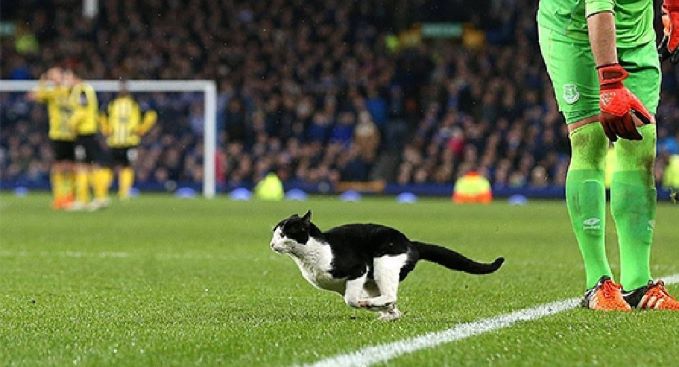 chat-match-foot