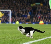 chat-match-foot