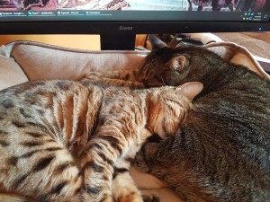 deux chats lovés l'un contre l'autre sur le canapé
