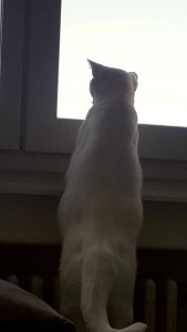 saska debout regarde par la fenêtre
